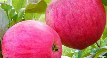 Popis odrůdy jabloní růžová náplň (červenka), výhody a nevýhody, pěstování